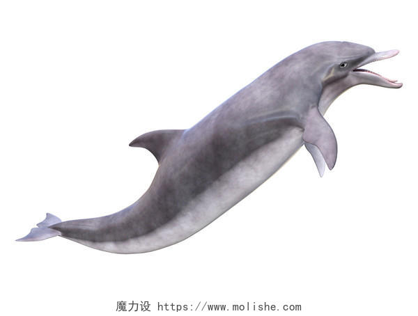 一只海豚可爱海豚动物海洋动物